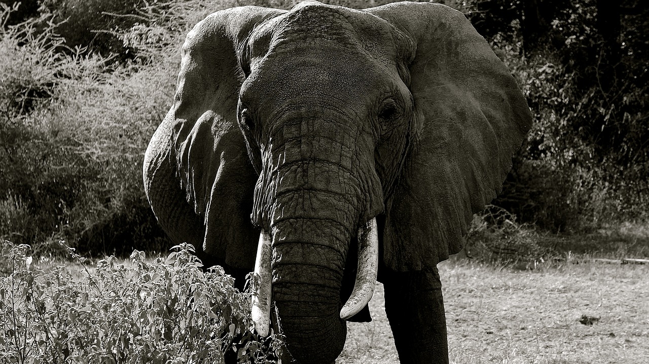 elephant manyara national park animal free photo