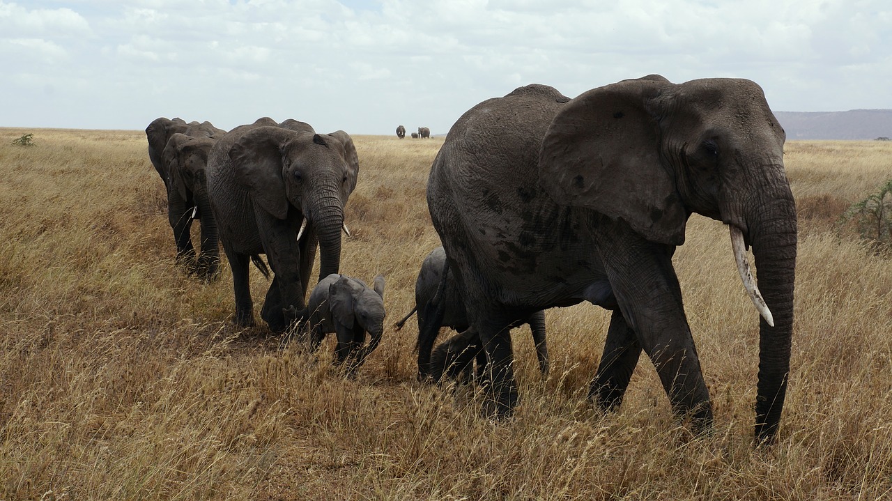 elephant serengeti national park free photo