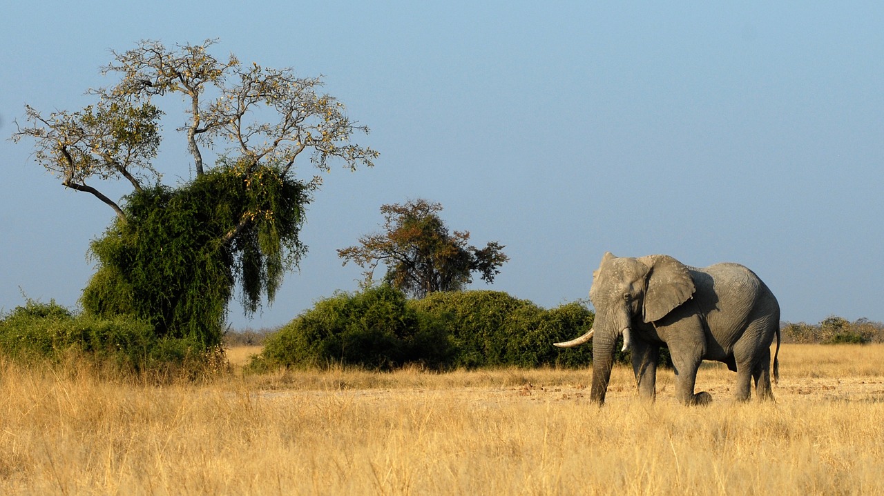 elephant botswana savuti free photo