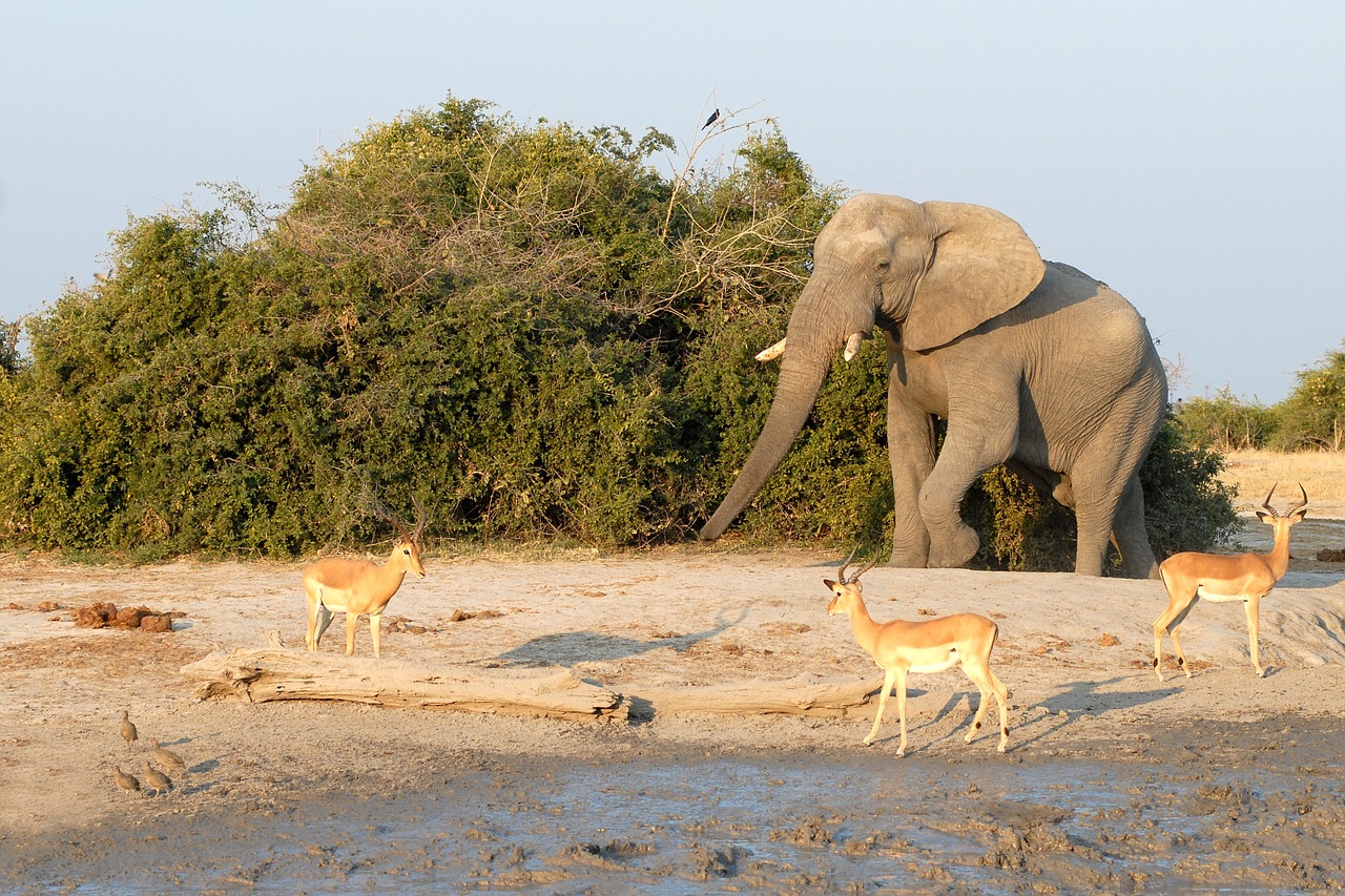 elephant savuti botswana free photo