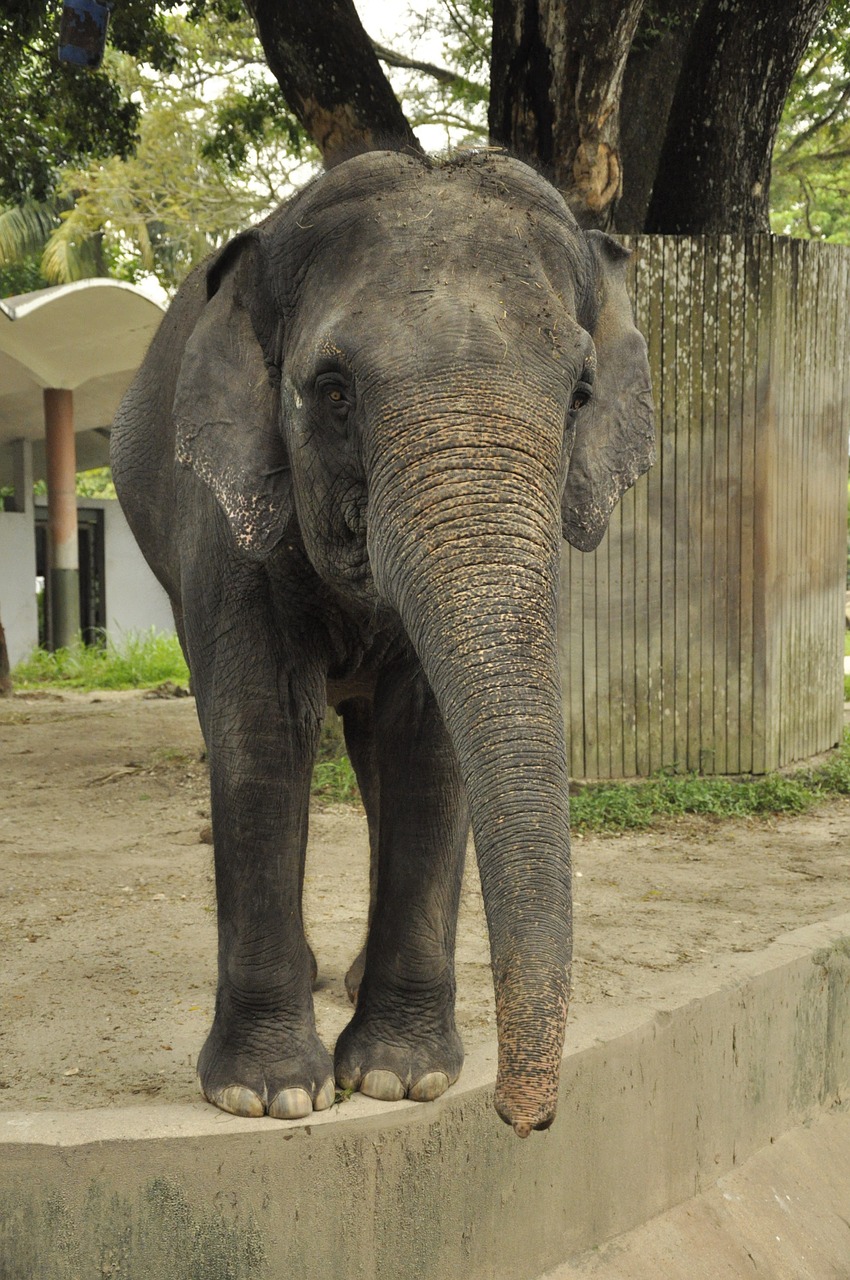 elephant zoo animals free photo