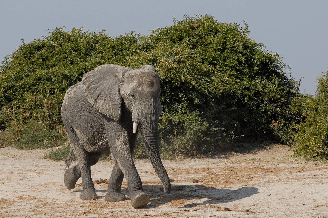 elephant savuti botswana free photo