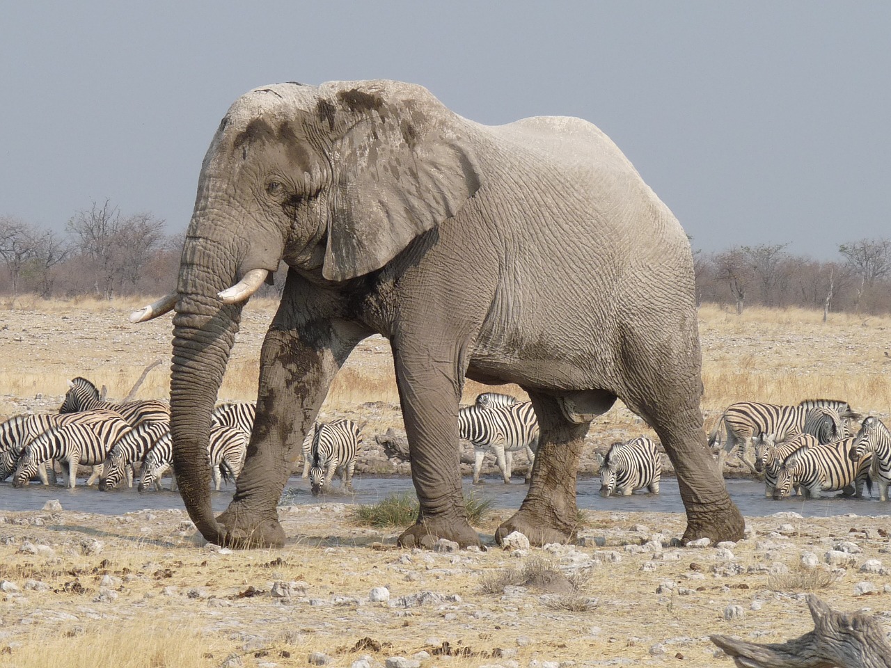 elephant etosha namibia free photo