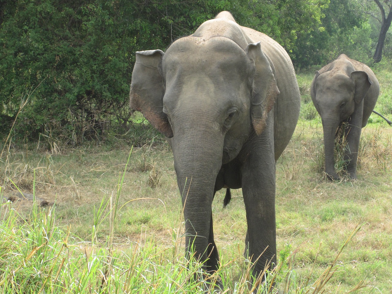elephant expensive natural free photo
