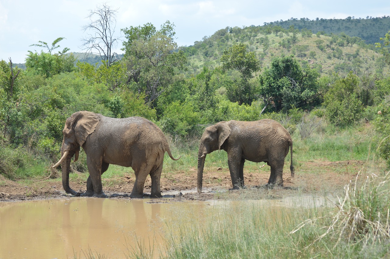 elephant wildlife nature free photo