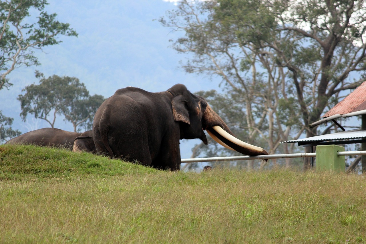 elephant wildlife wild free photo