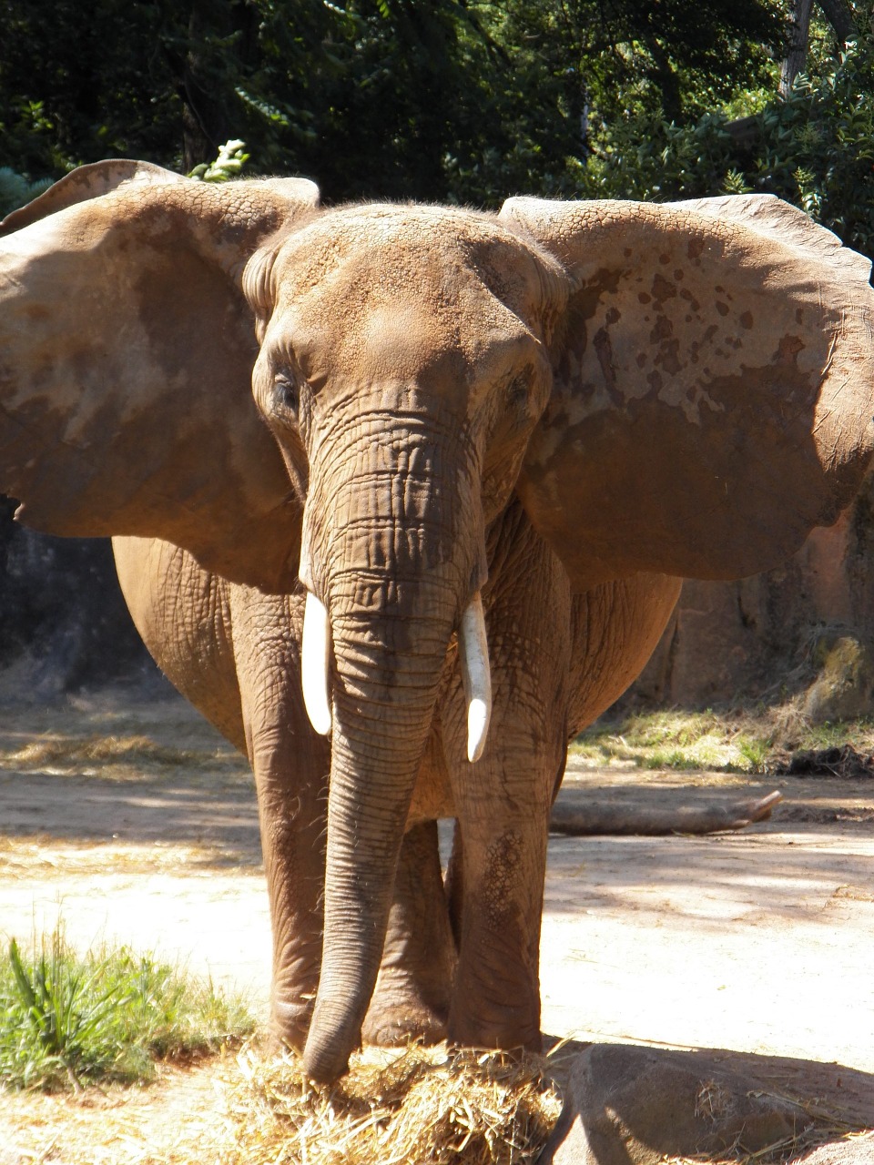 elephant zoo tusks free photo