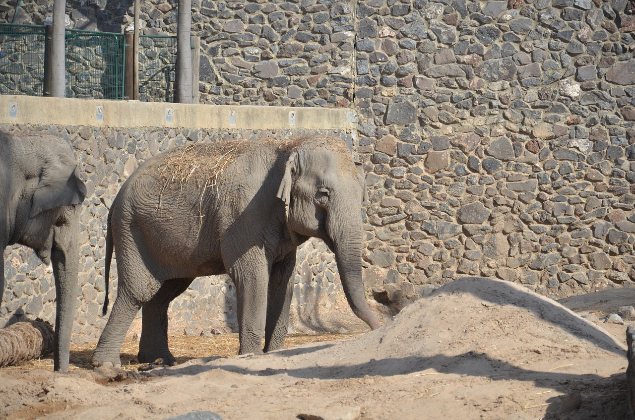 elephant gray zoo free photo