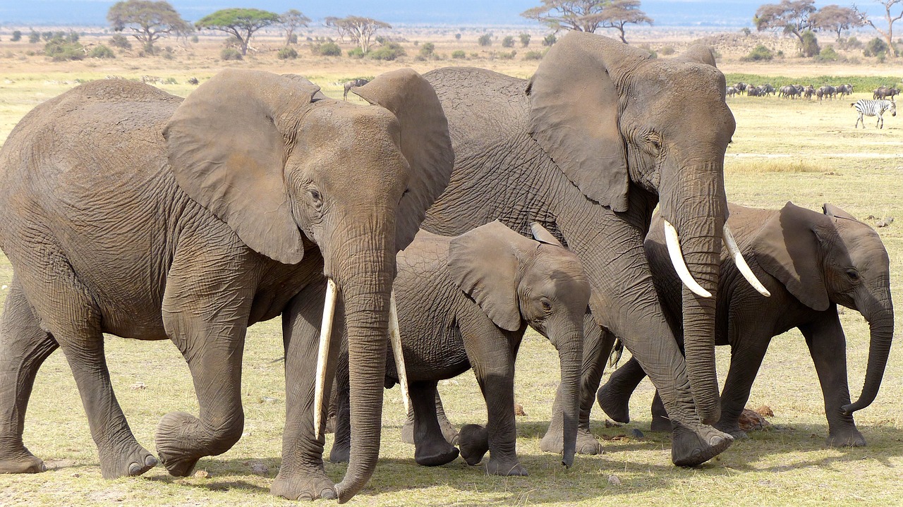 elephant kenya amboseli np free photo