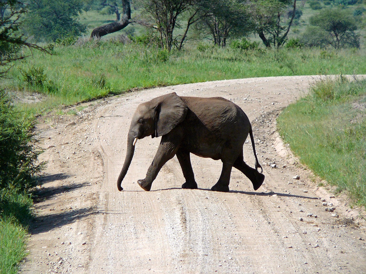 elephant path africa free photo