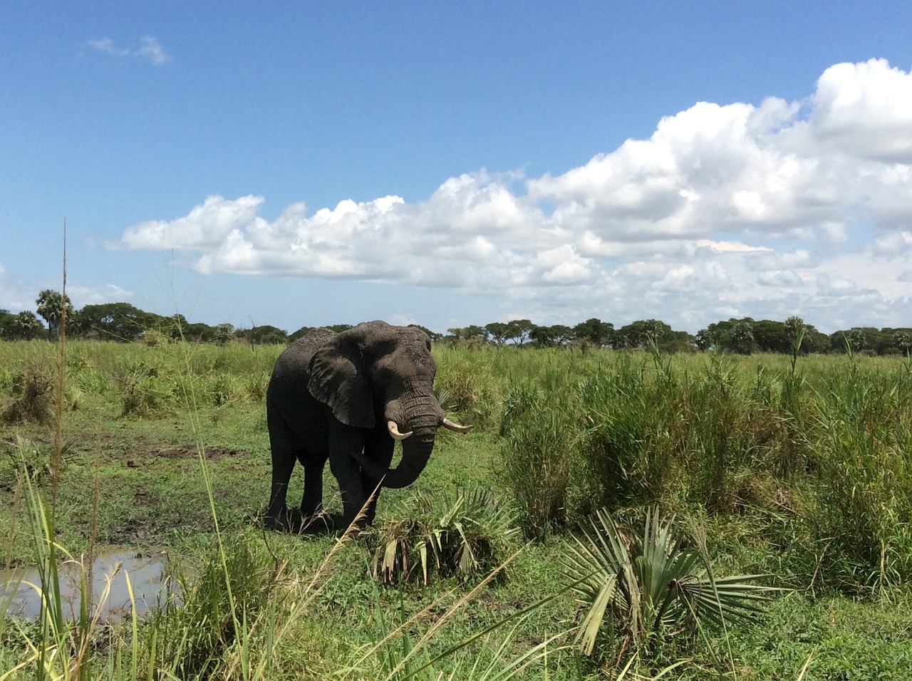 elephant safari game drive free photo