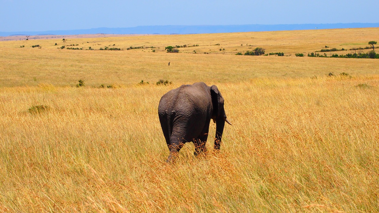 elephant kenya africa free photo