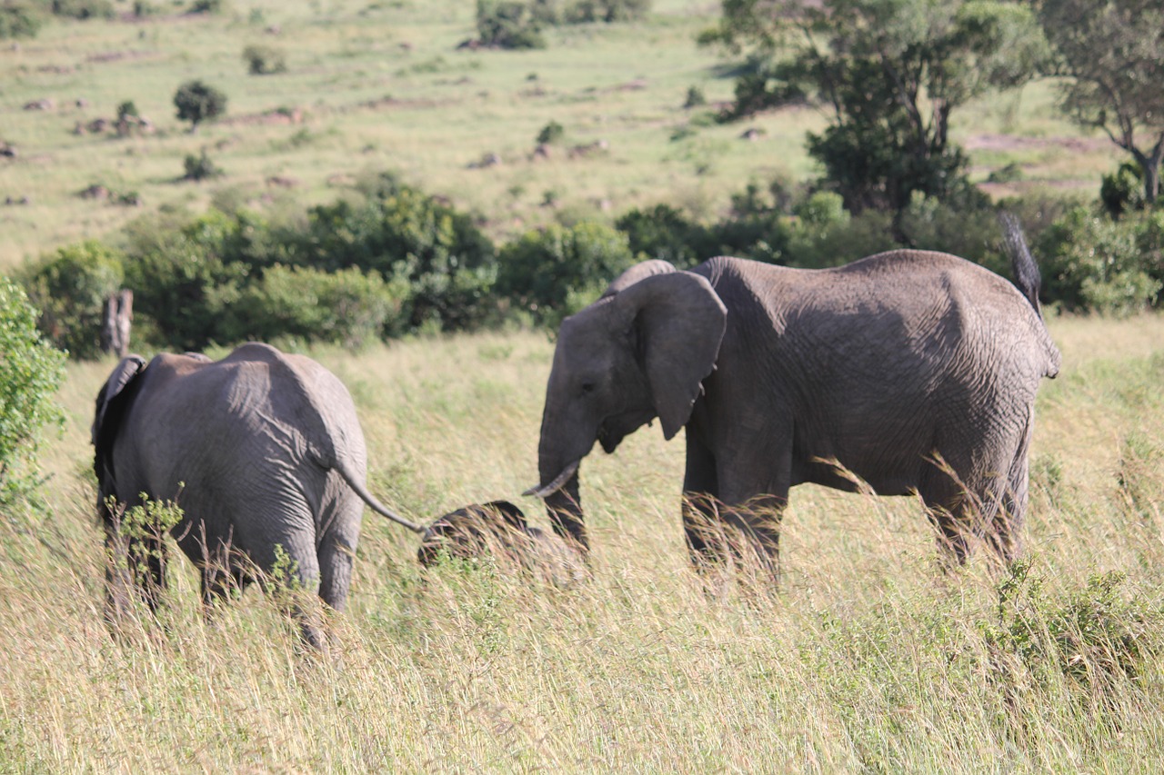 elephant africa kenya free photo