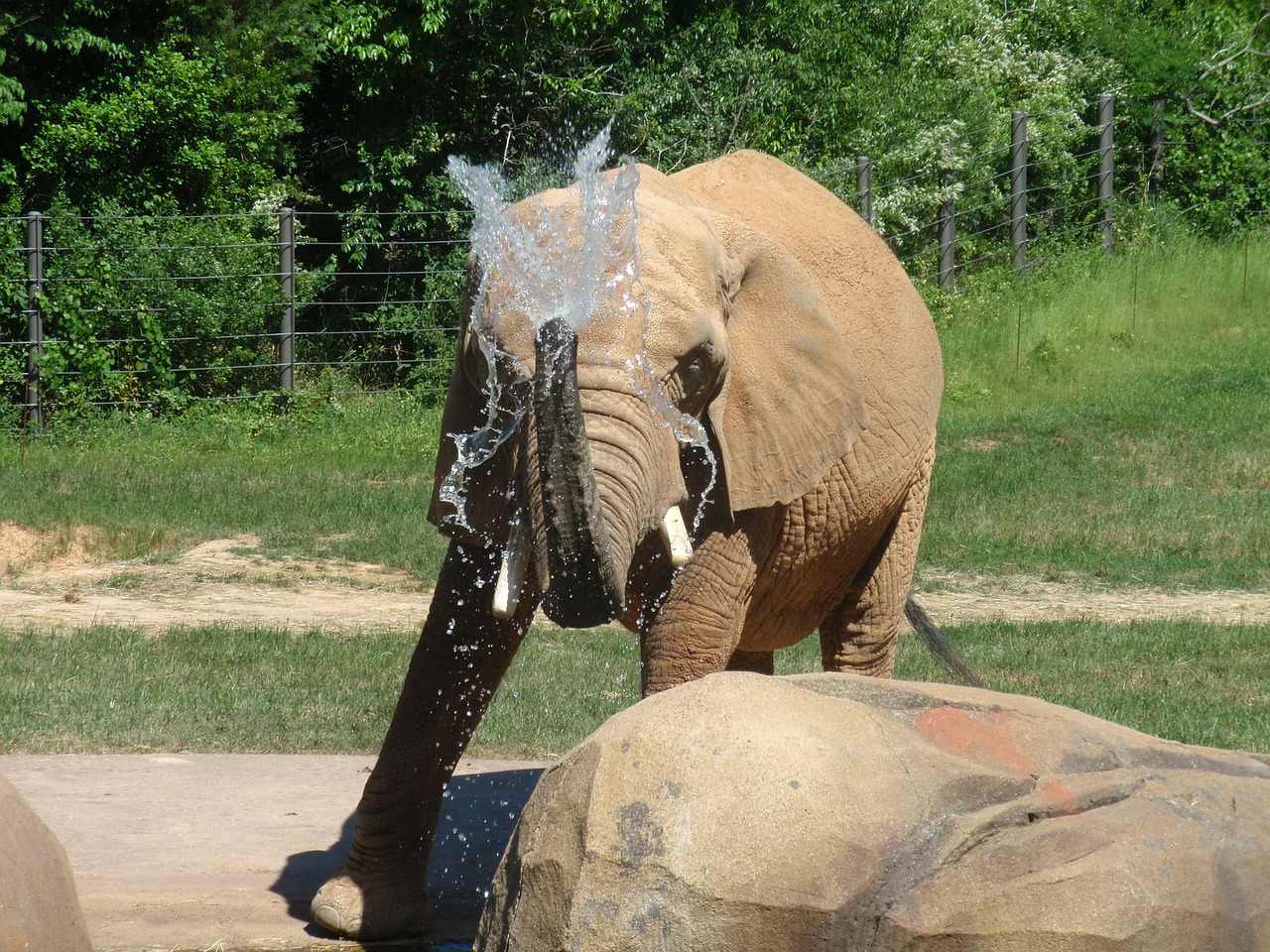 elephant mammal zoo free photo