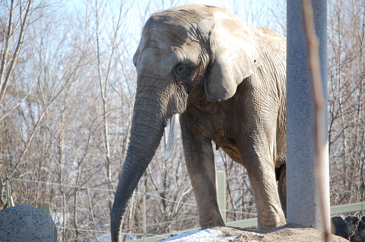 elephant animal zoo free photo