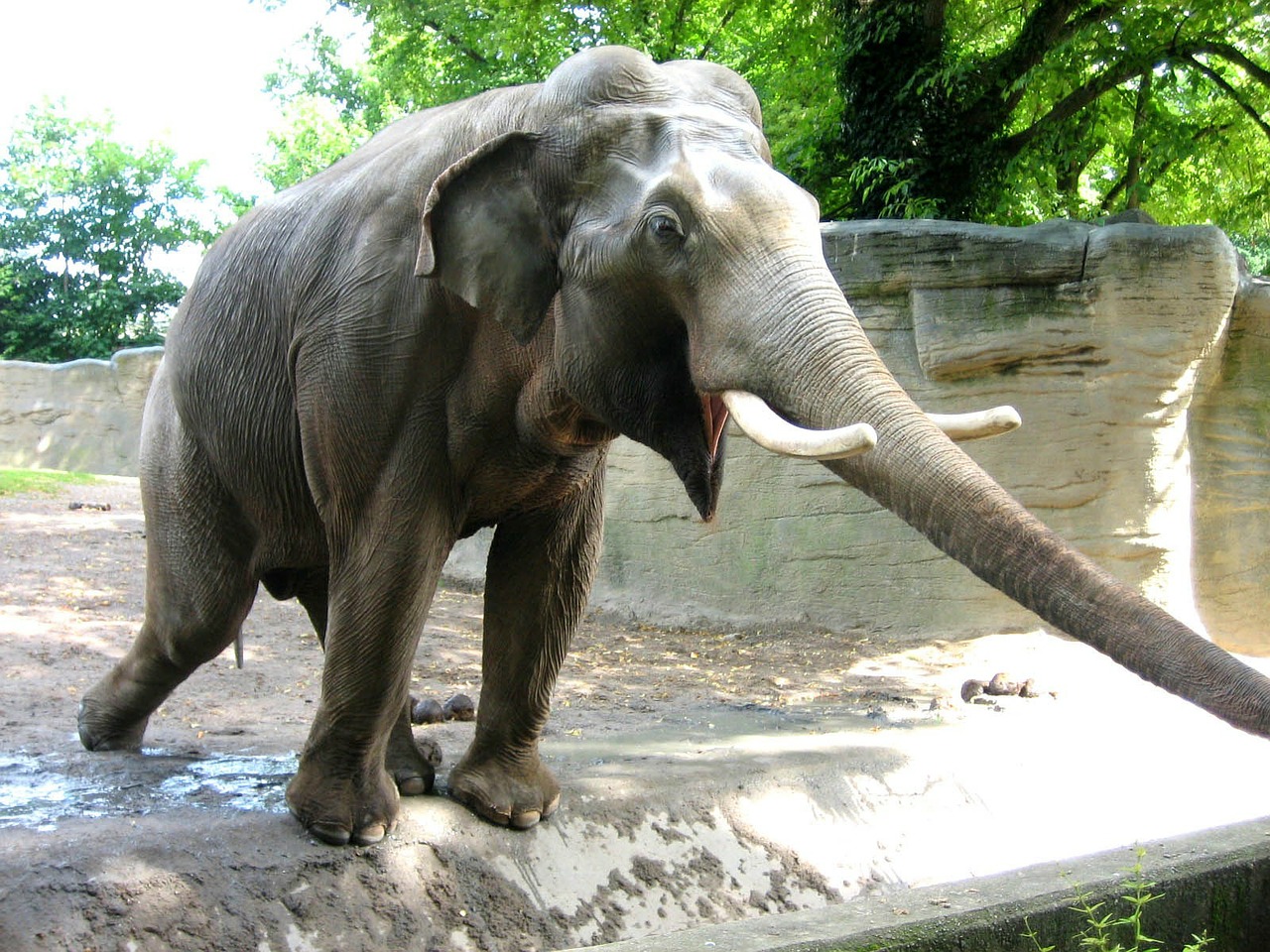 elephant animal zoo free photo