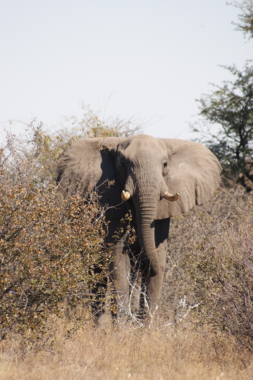 elephant bull botswana free photo