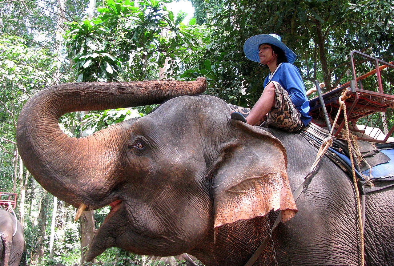 elephant mahout jungle free photo