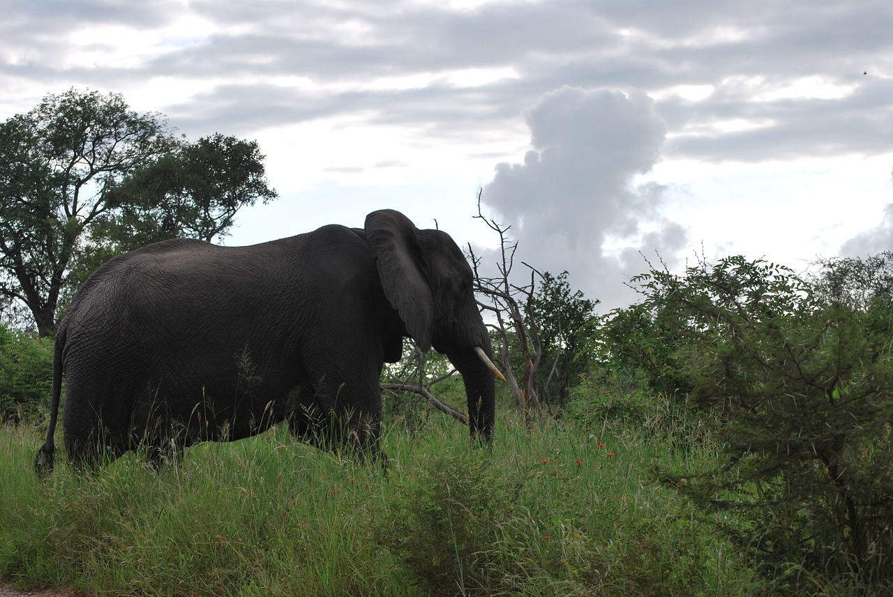 elephant south africa safari free photo