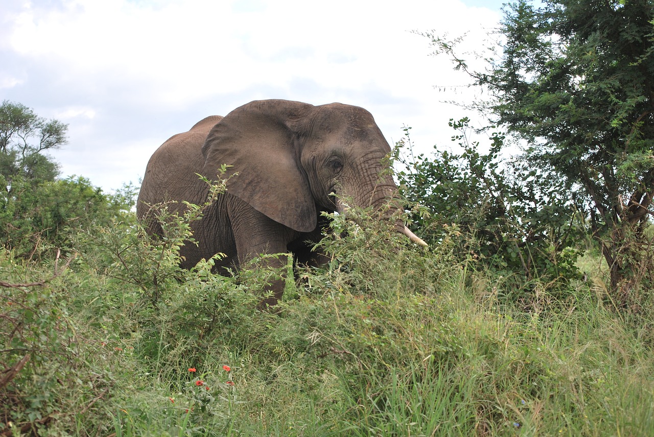 elephant africa south africa free photo