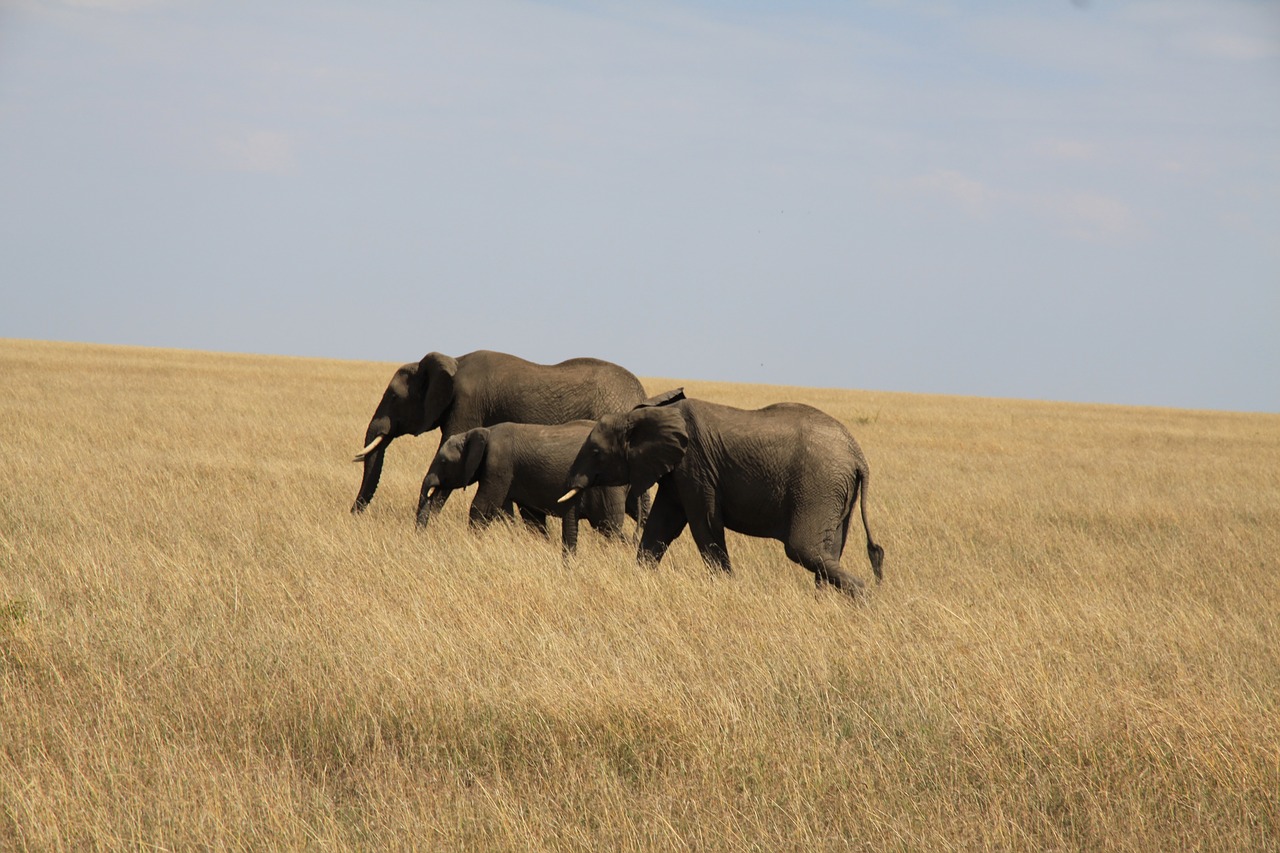 elephant family africa free photo