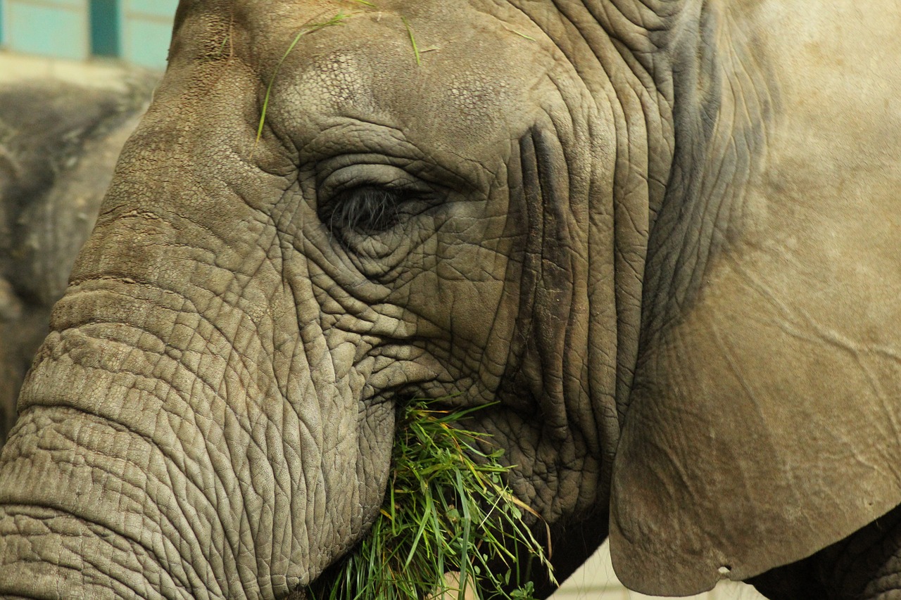 elephant eat grass free photo