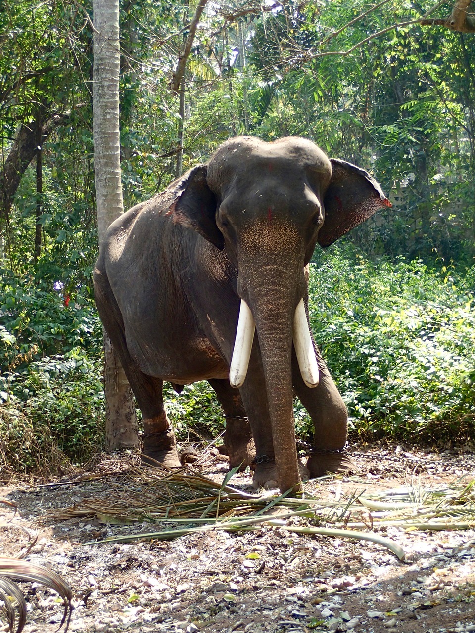 elephant india jungle free photo