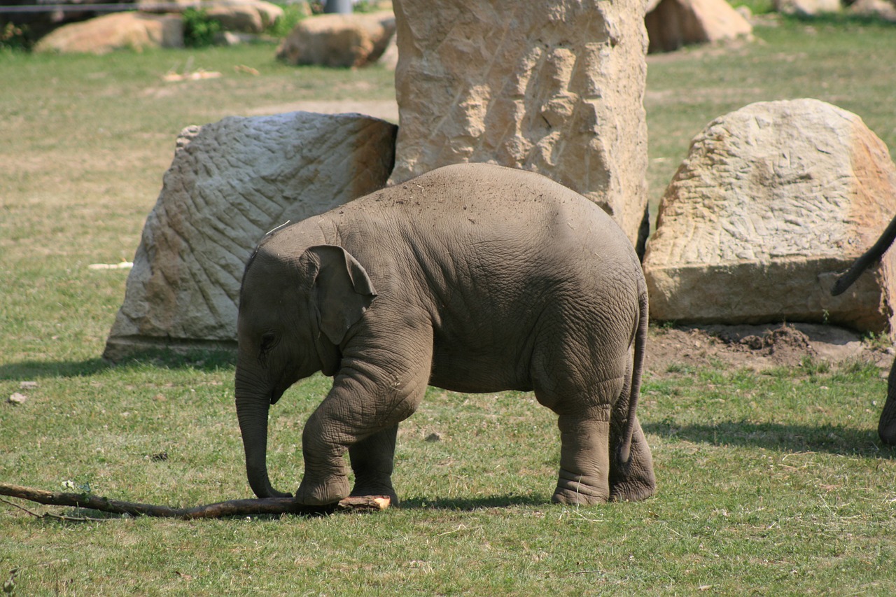 elephant zoo prague free photo