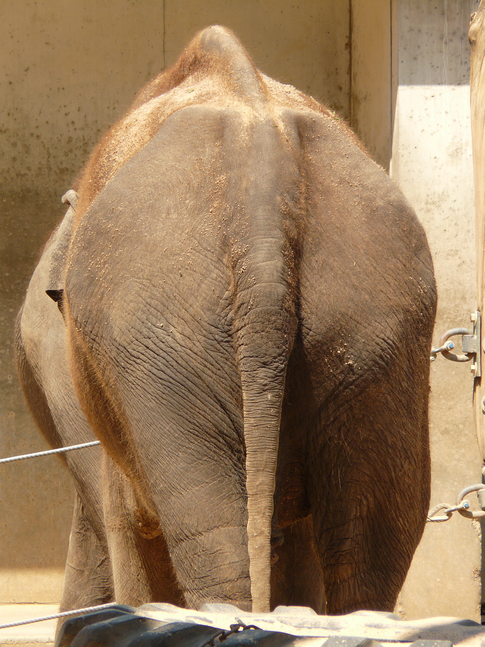 elephant tail rear free photo