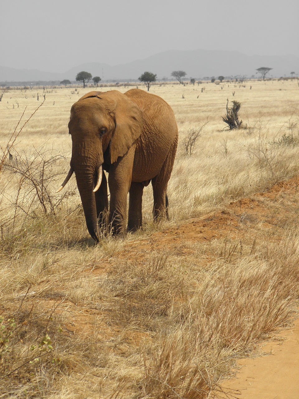 elephant wild kenya free photo