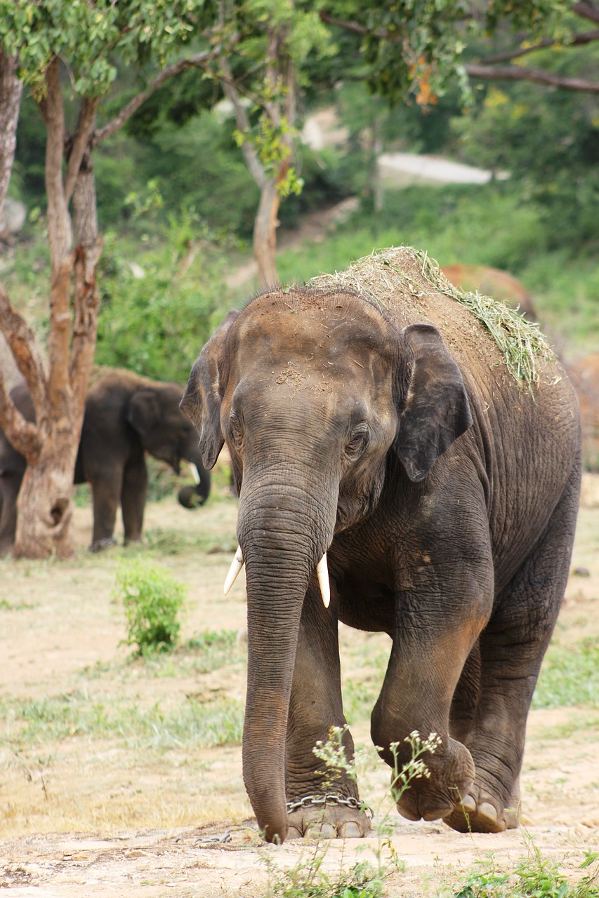 elephant big nature free photo