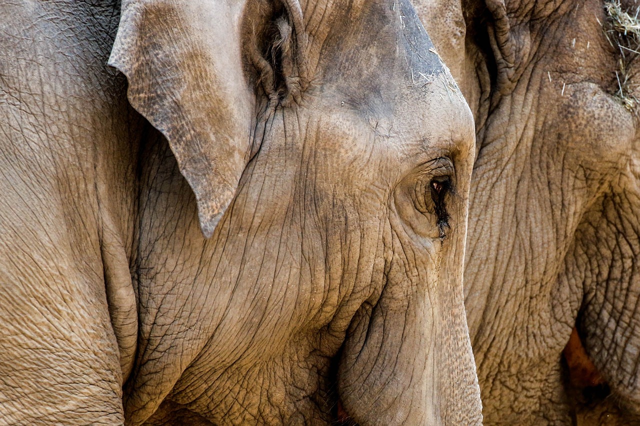 elephant zoo proboscis free photo