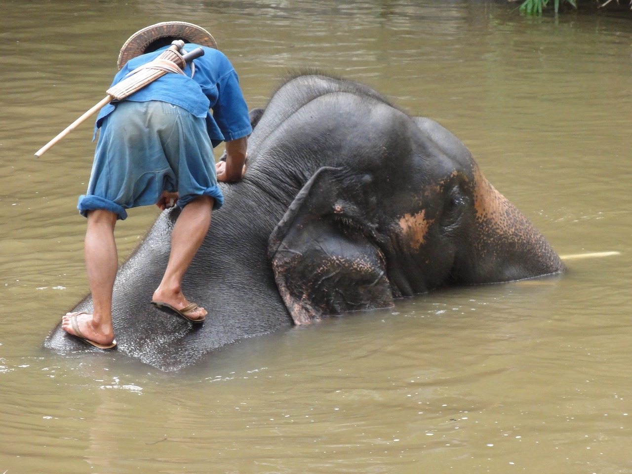 elephant bad thailand free photo