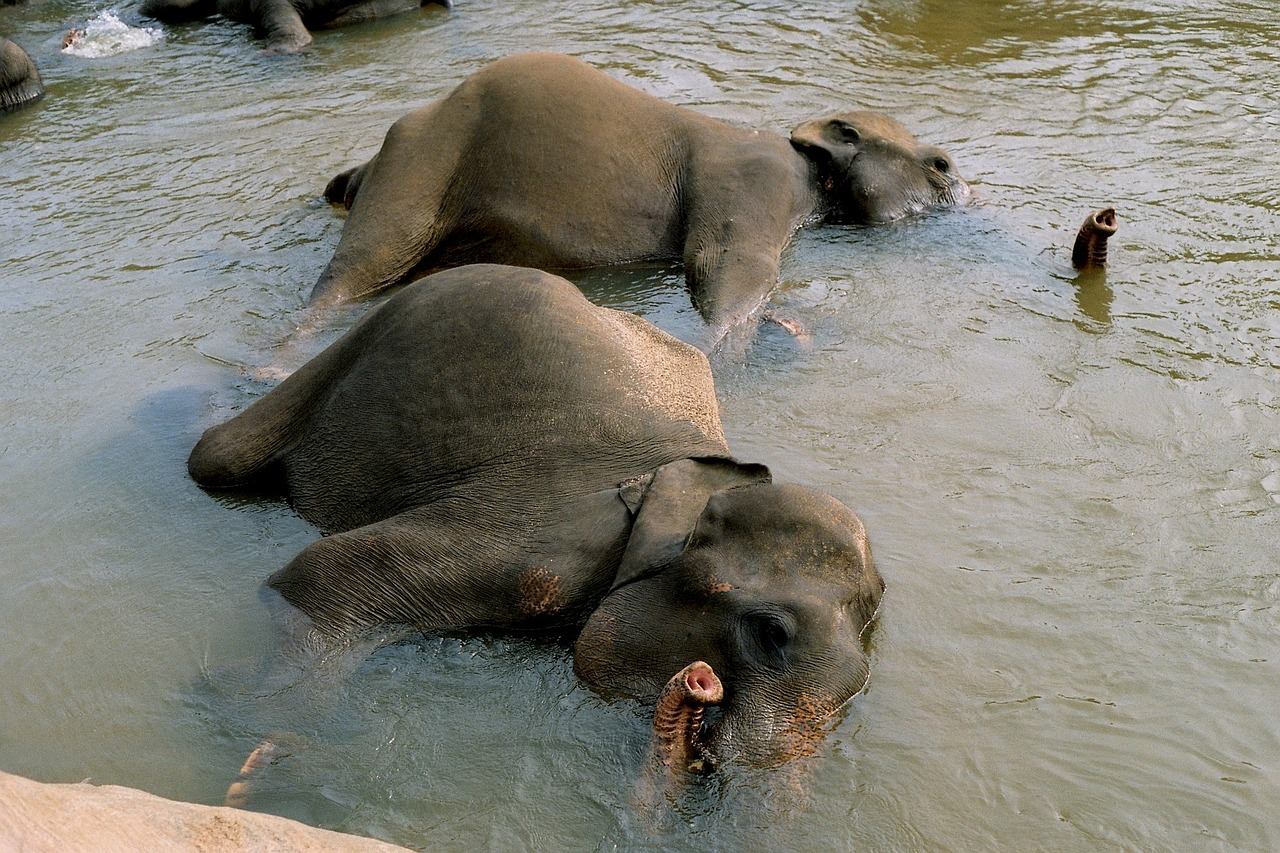 elephant bathing elephants cooling free photo