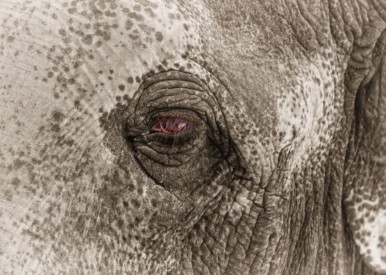 elephant eye sad free photo