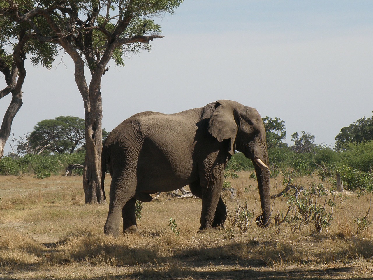 elephant wild wildlife free photo