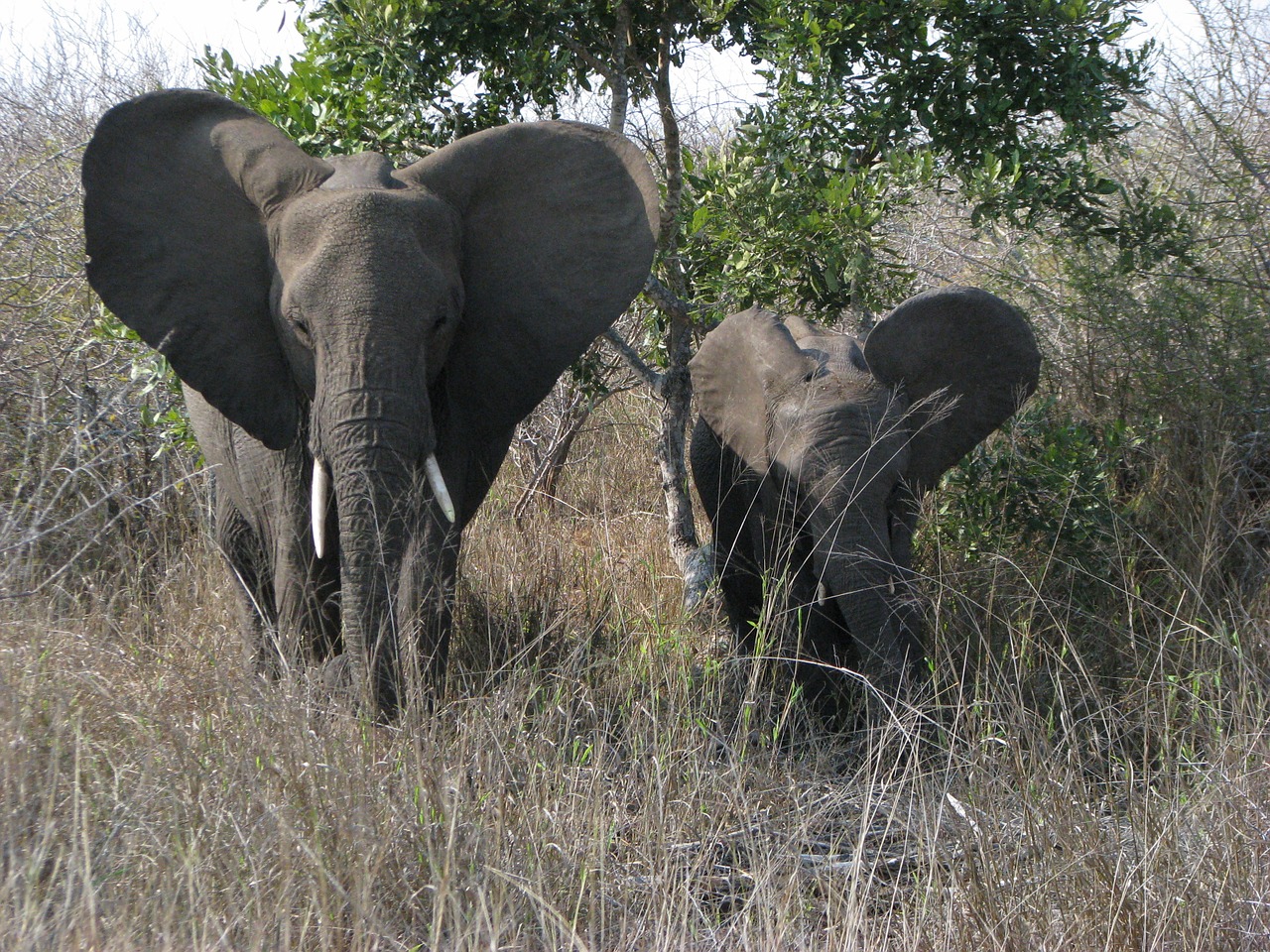 elephant mother and child africa free photo