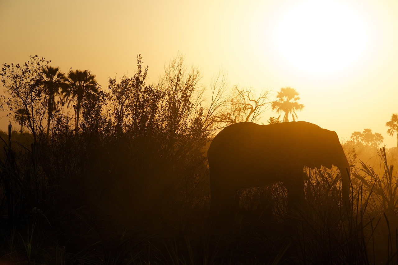 elephant steppe veld free photo