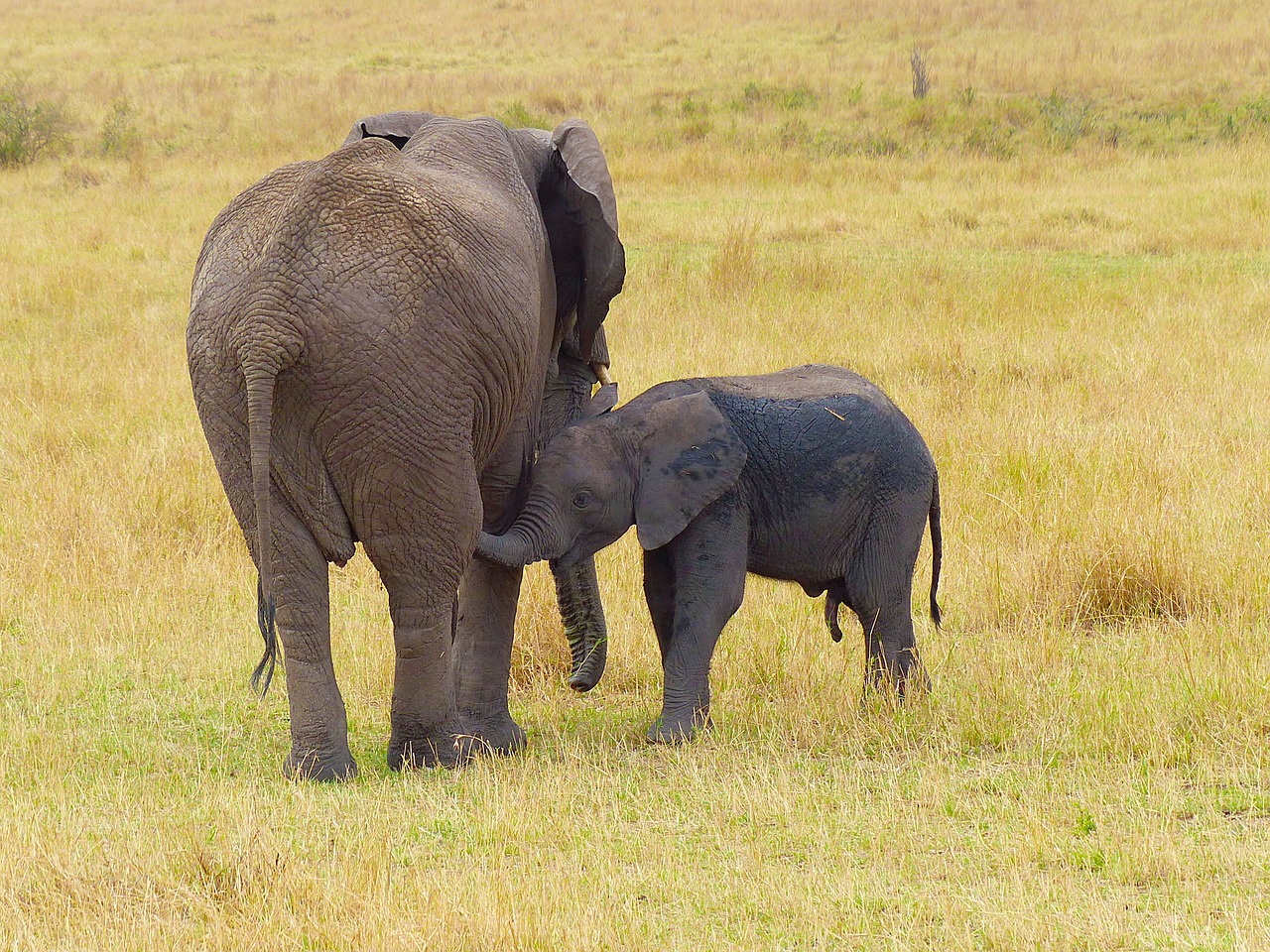 Elephant,mother,baby,wildlife,safari - free image from needpix.com