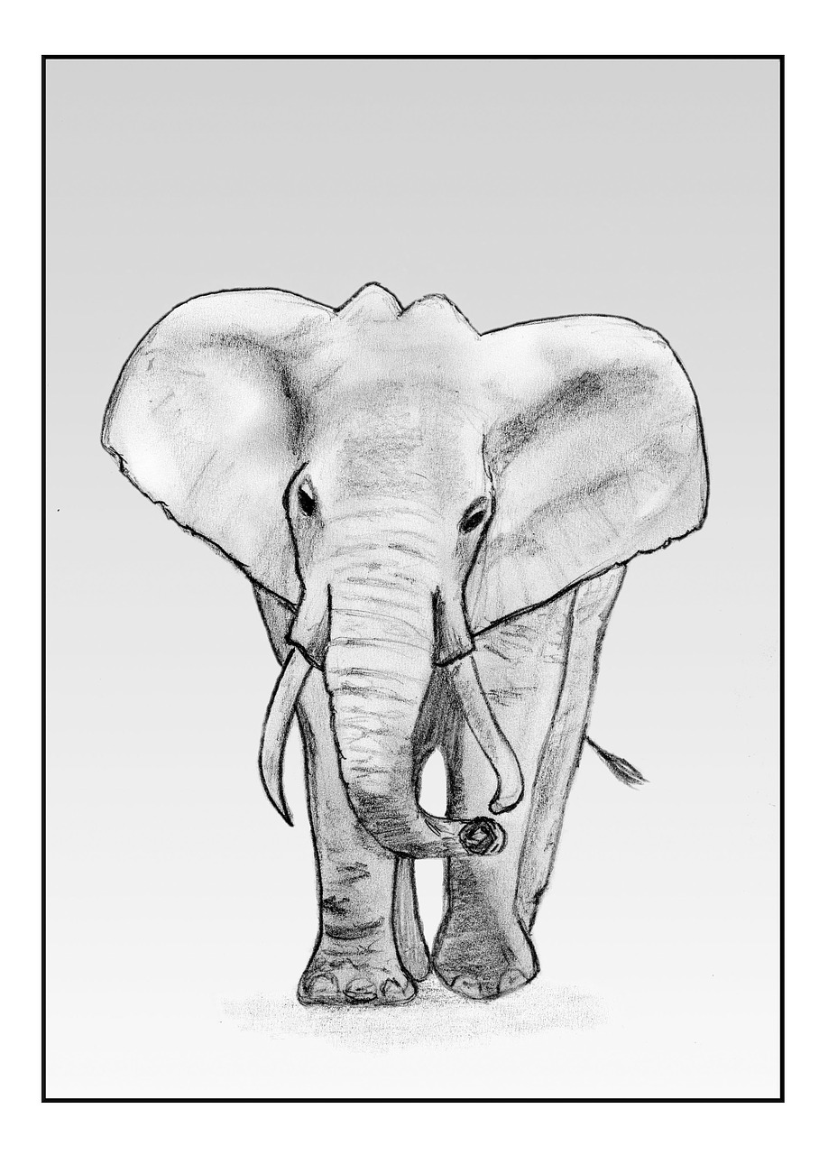 elephant drawing pencil free photo