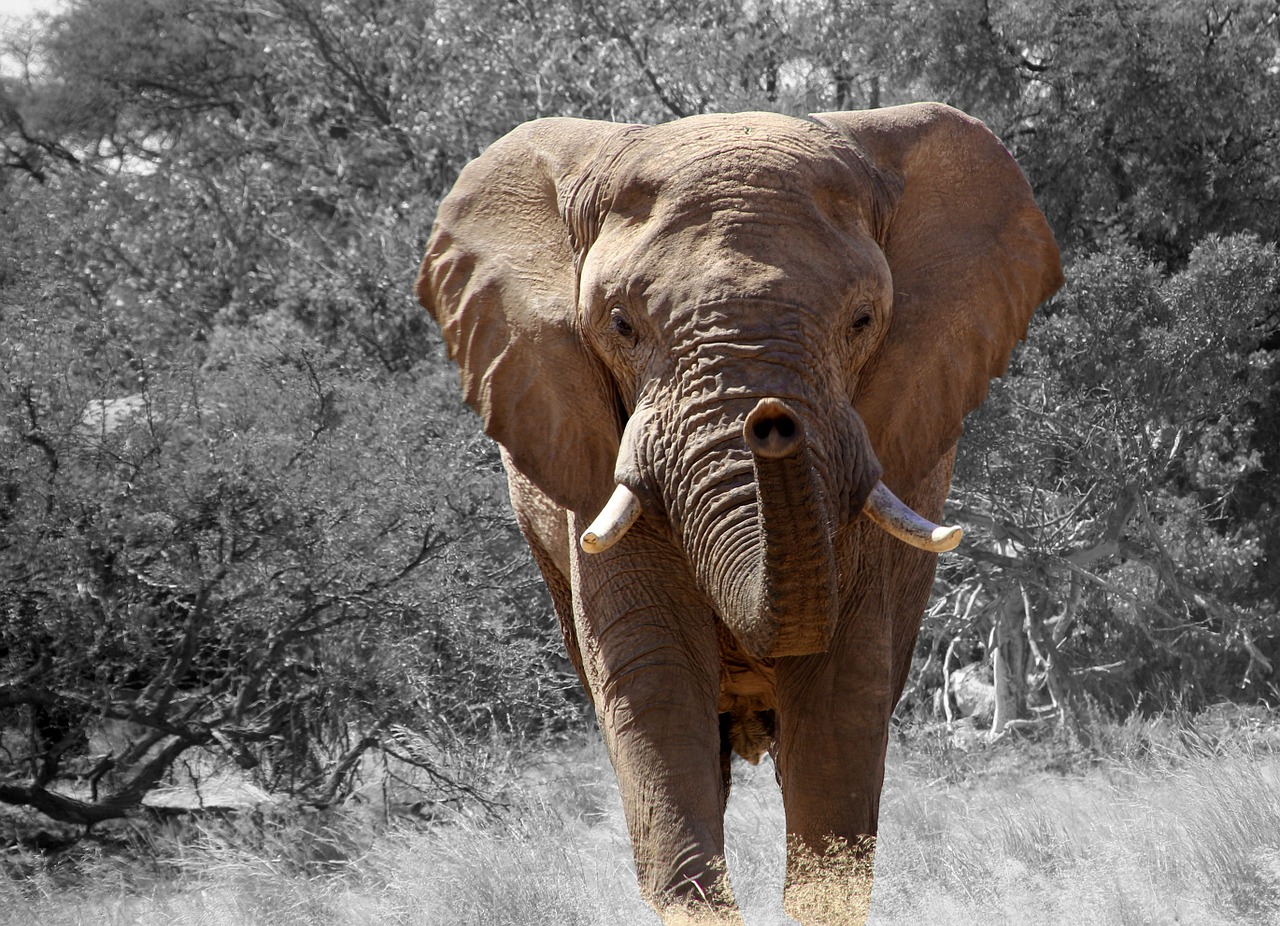 elephant namibia africa free photo