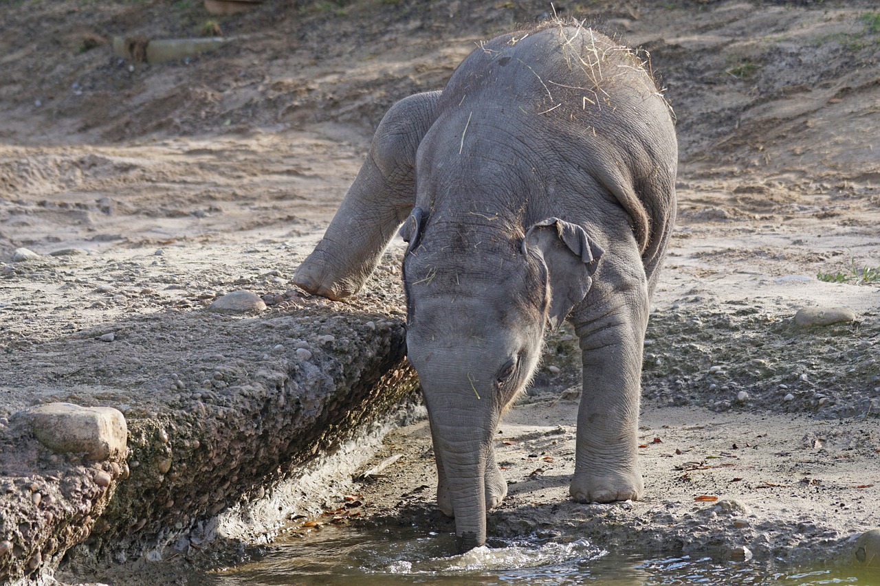 elephant young baby free photo