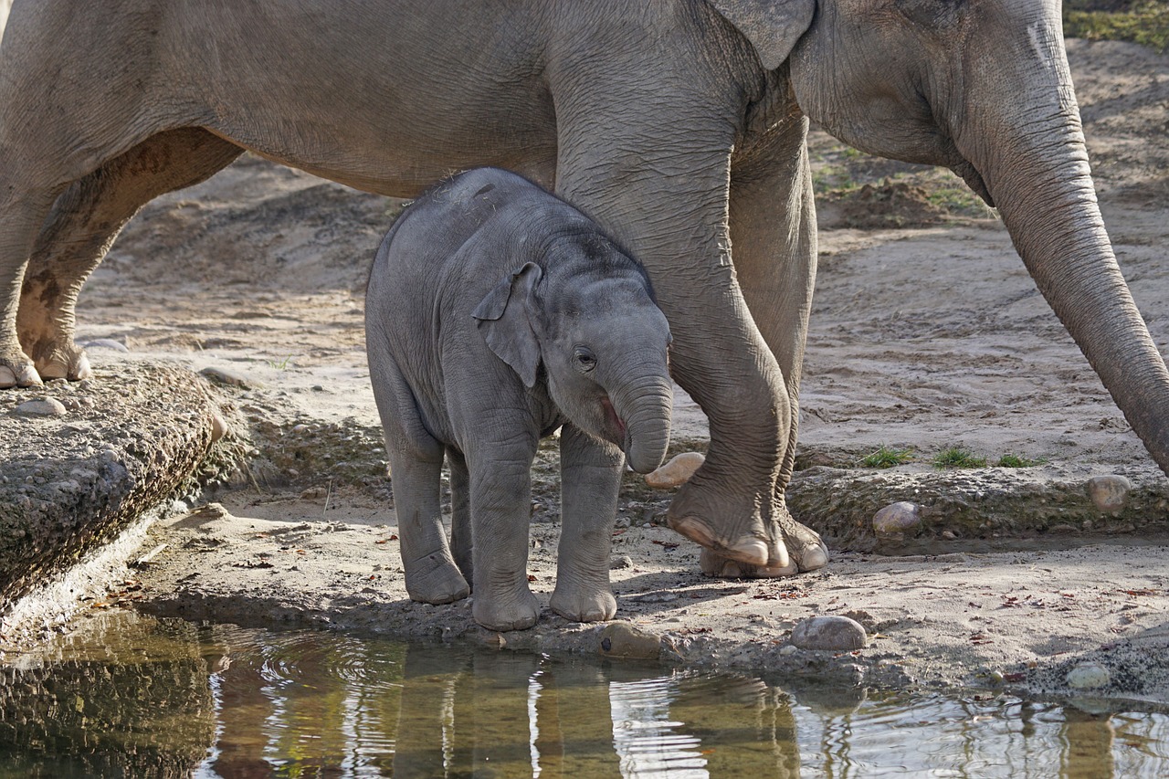 elephant baby zoo free photo