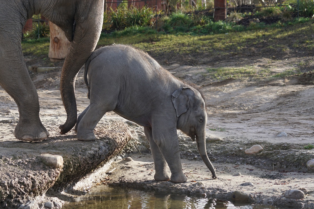 elephant baby zoo free photo