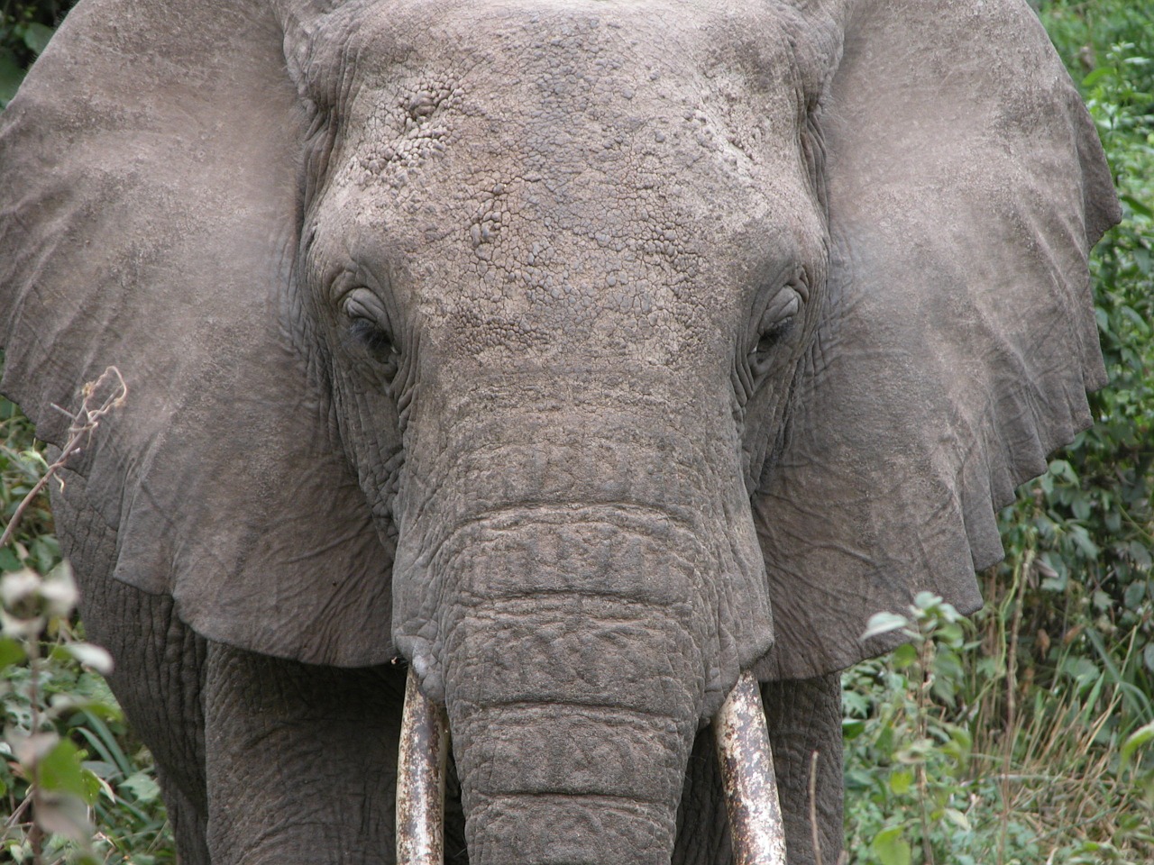 elephant animal mammal free photo