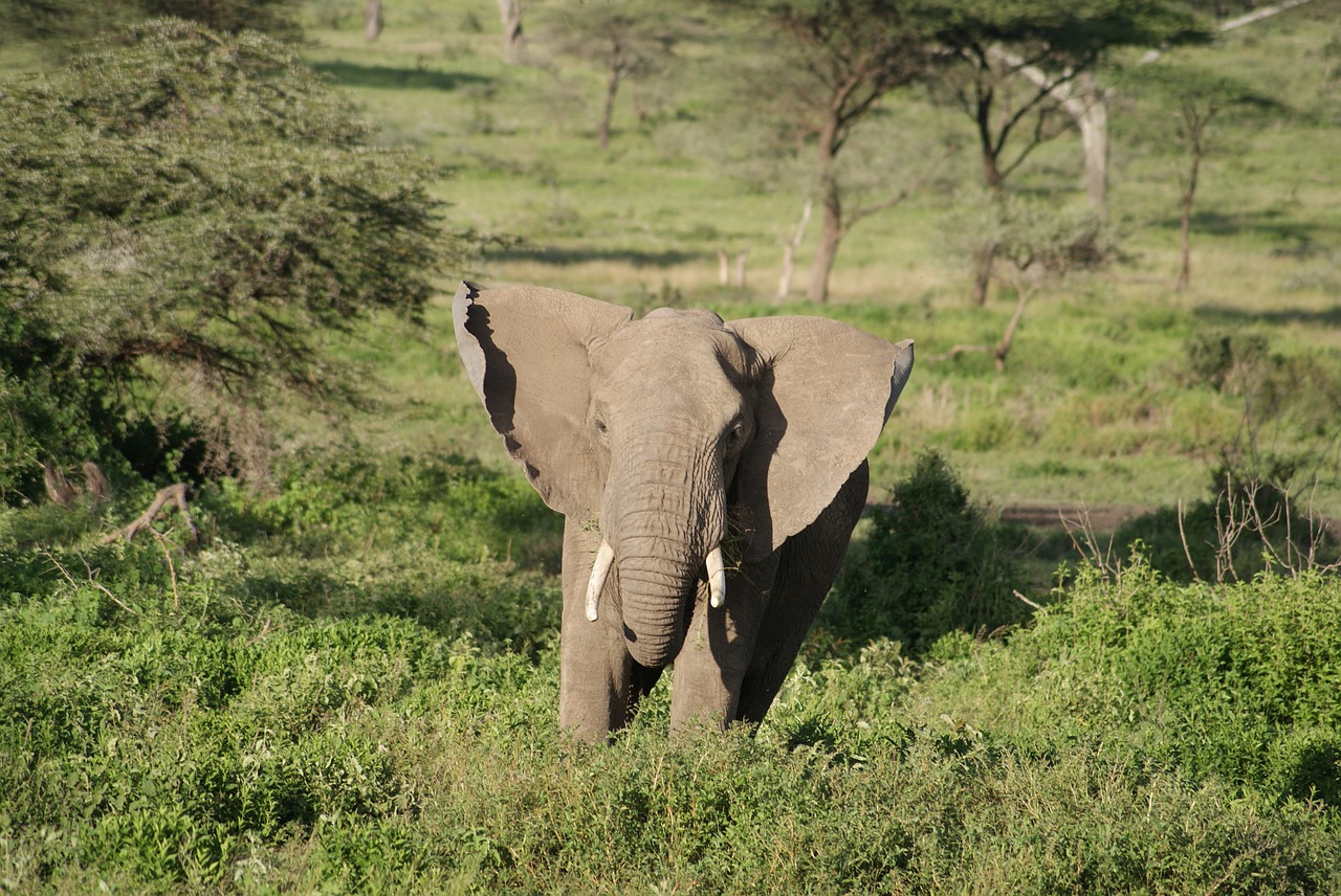 elephant africa animal free photo