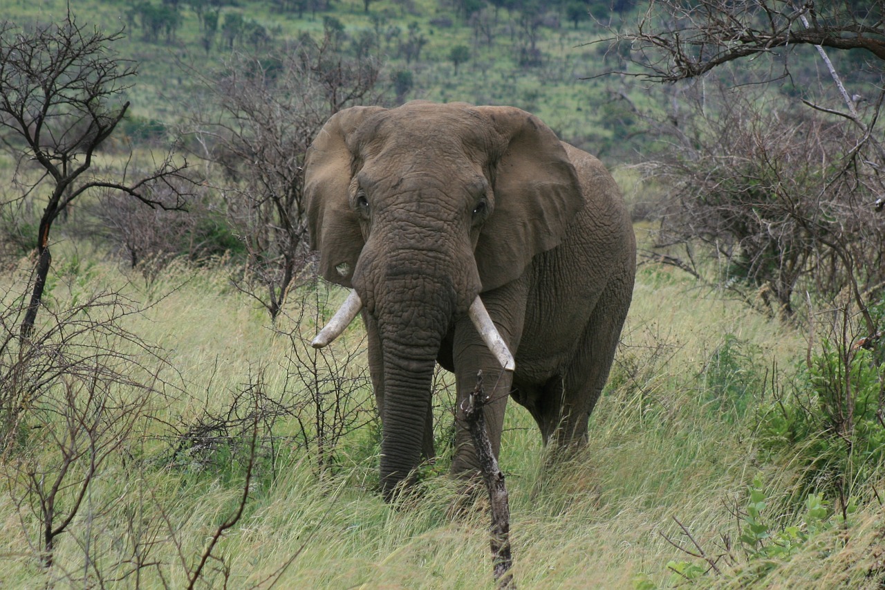 elephant africa pilanesberg free photo