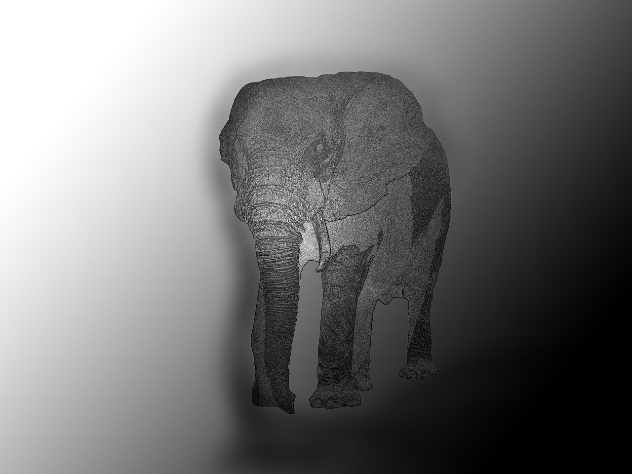 elephant drawing pet free photo