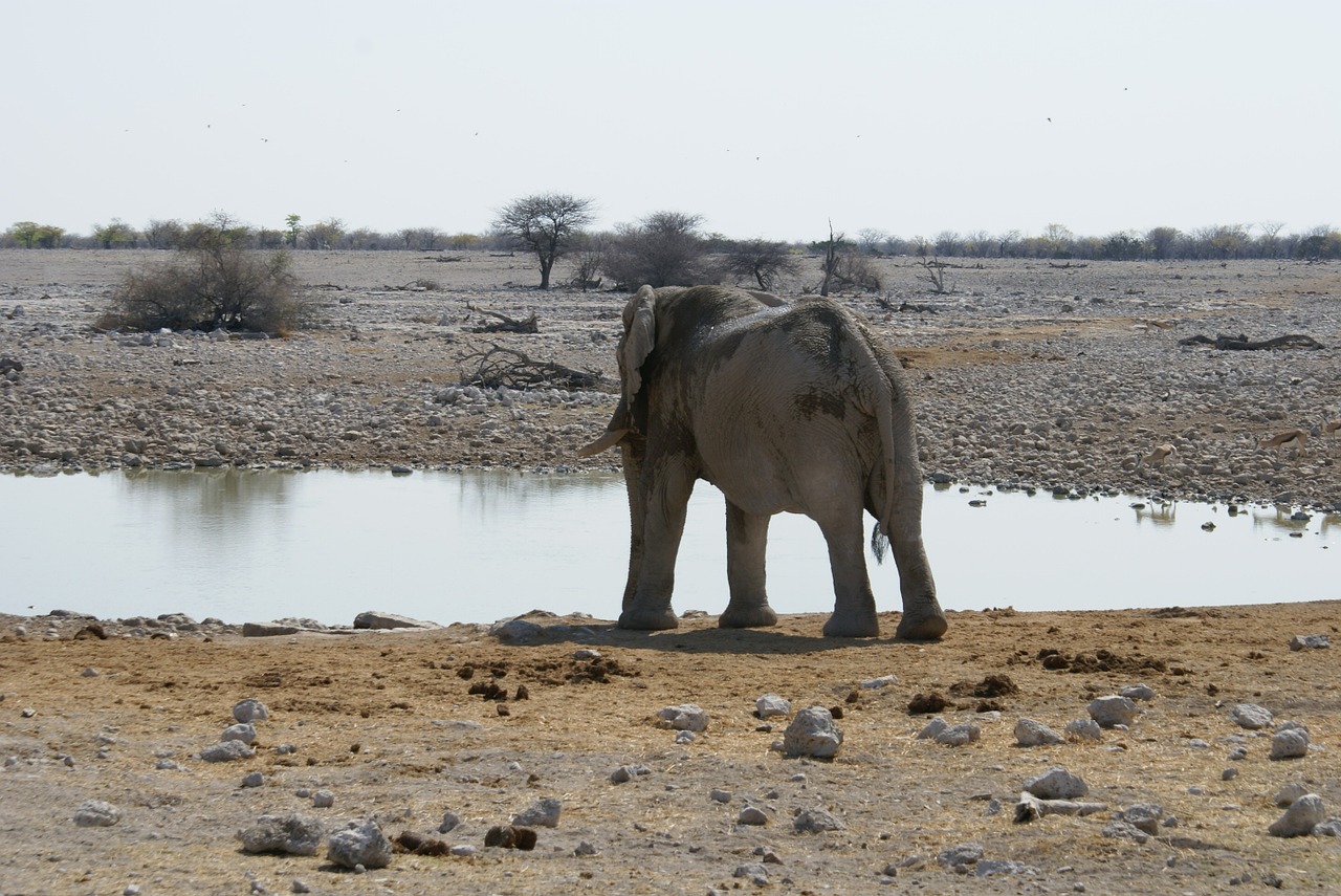 elephant namibia watering hole free photo