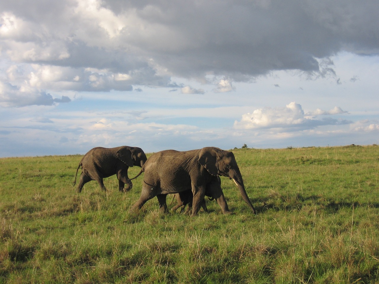 elephant kenya savannah free photo